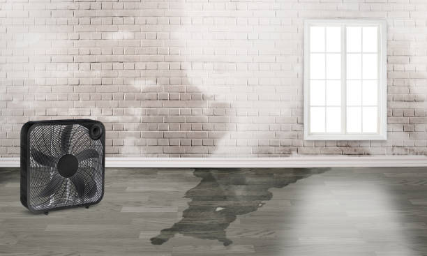 Best Water damage contractors near me  in Hamburg, NJ